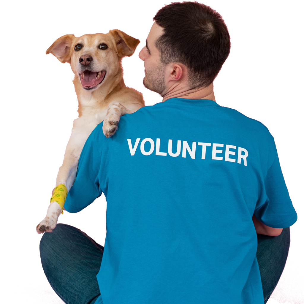 Dog with volunteer